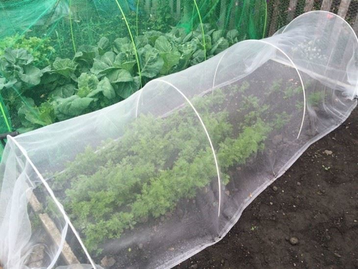 Insect Net in Greenhouse