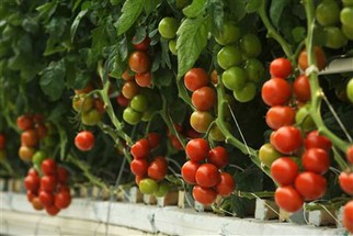 nrcs high tunnel approved vendors