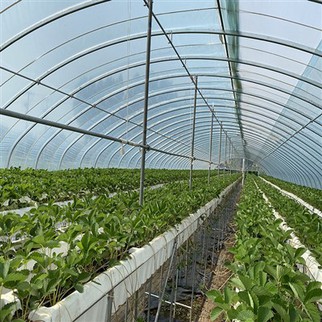 Single Tunnel Film Greenhouse