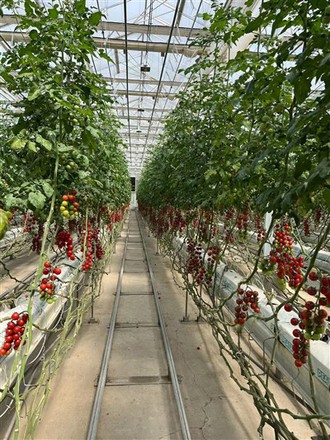 vegetable greenhouse for tomatoes growing