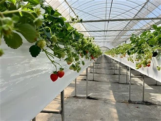 Indoor Smart Vegetable